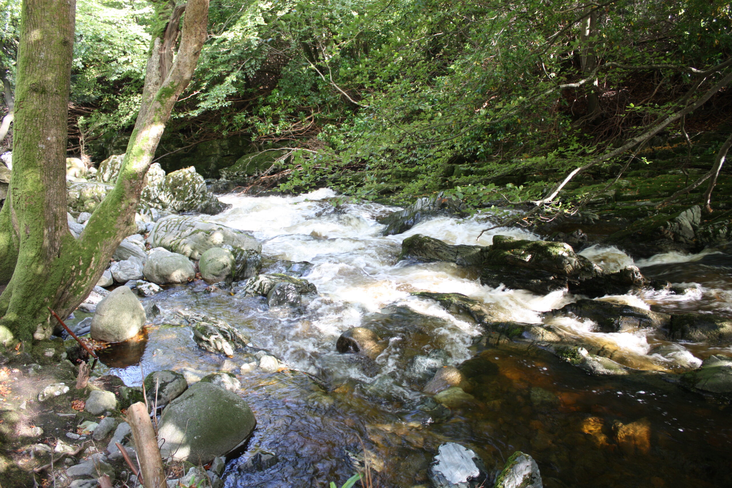 Tollymore Forest Park