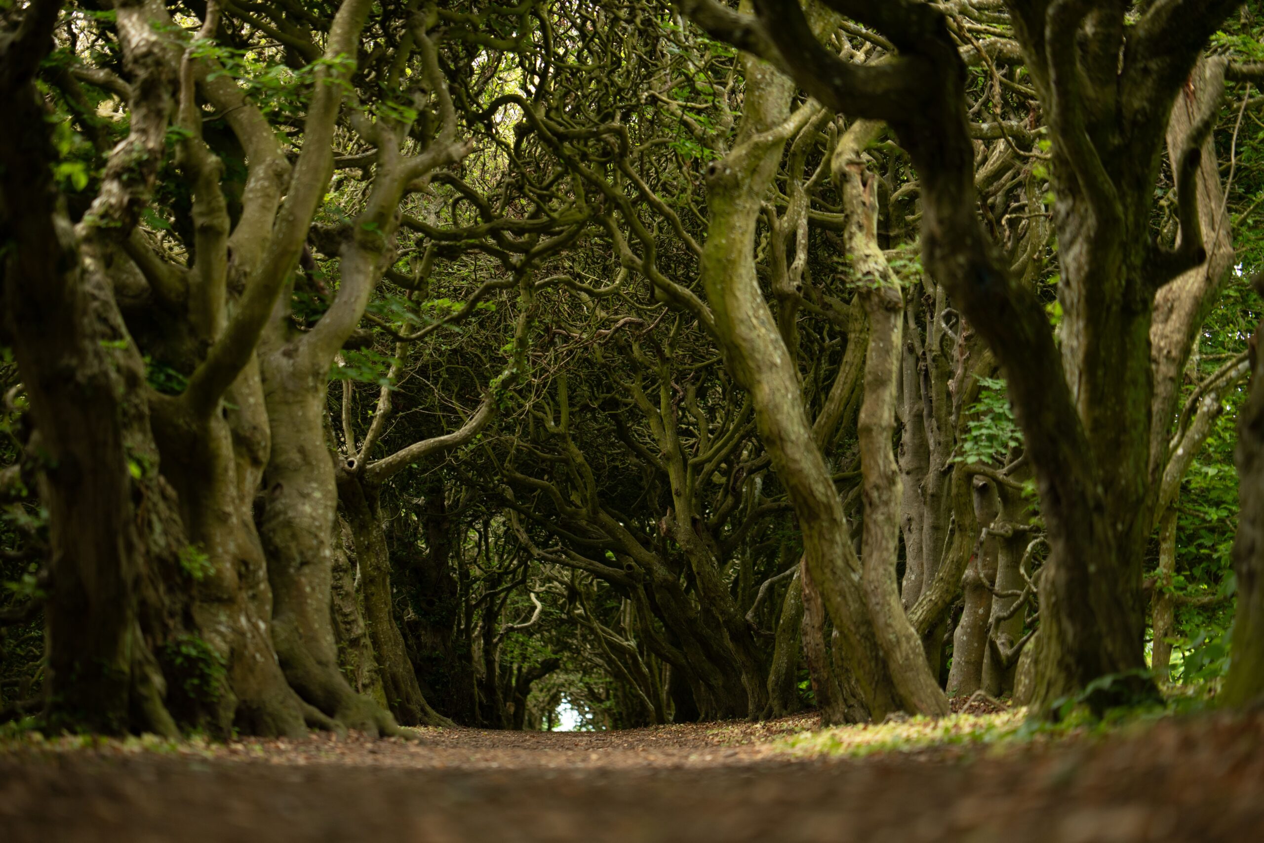 The Dark Hedges